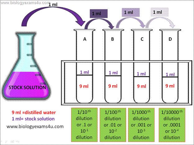 serial dilution microbiology lab